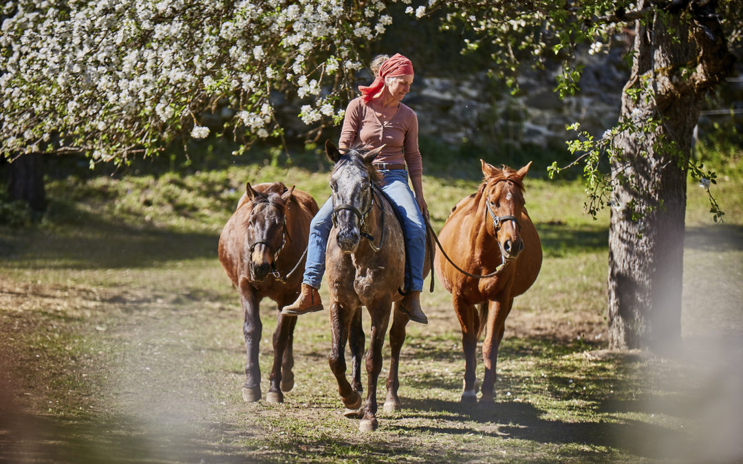 „Weibliche Gelassenheit für dich und dein Pferd“ – 4- Monate Online Programm für Frauen